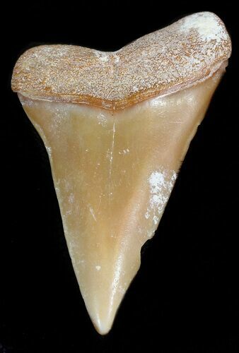 Colorful Fossil Mako Tooth - Morocco #44285